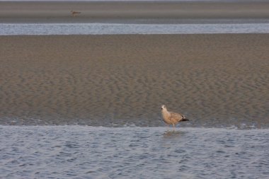 Sahilde tek bir martı.