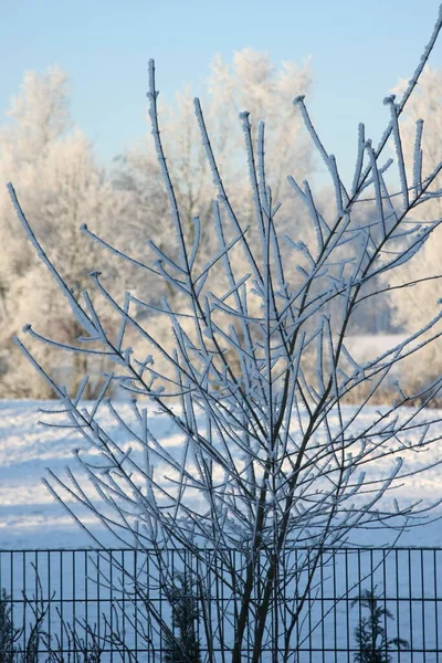 Besneeuwde Struik Winter — Stockfoto