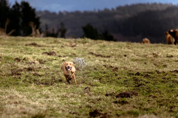 dirty dog running in a muddy field