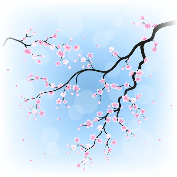 Branches of sakura — Stock Vector