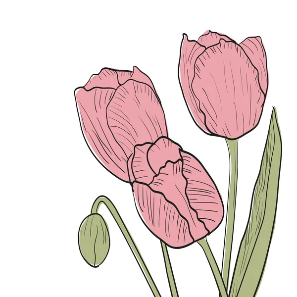 Schets van tulpen — Stockvector