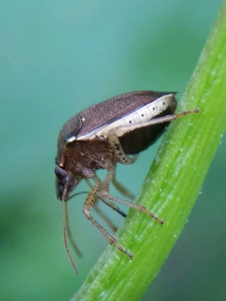 Bild Stinkande Insekter Som Går Ner Trädstam Bra För Utbildning — Stockfoto