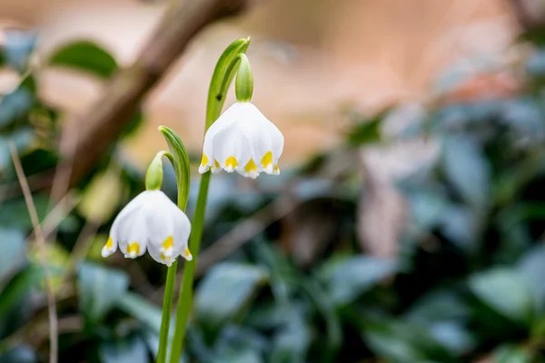 花园里的花 — 图库照片