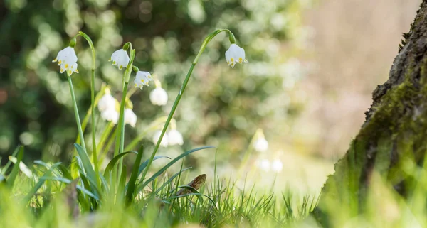 Blume im Garten — Stockfoto