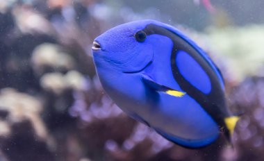 bir akvaryum içinde bir balık