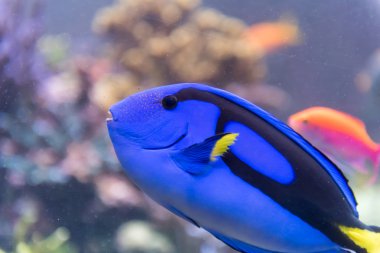 bir akvaryum içinde bir balık