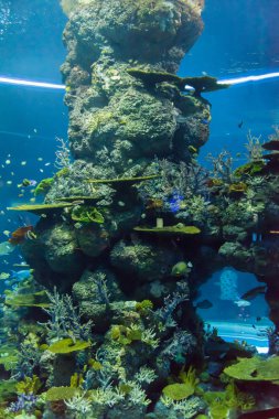 bir akvaryum içinde bir balık