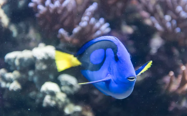 Риба в акваріумі — стокове фото