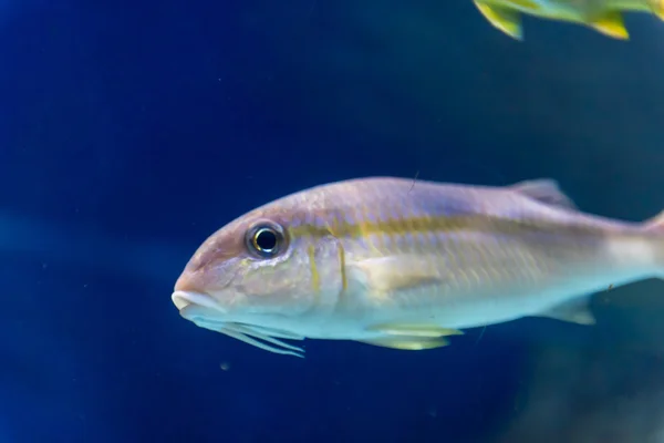 Un pez en un acuario — Foto de Stock