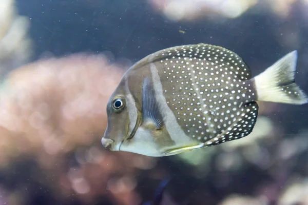 Un pez en un acuario — Foto de Stock