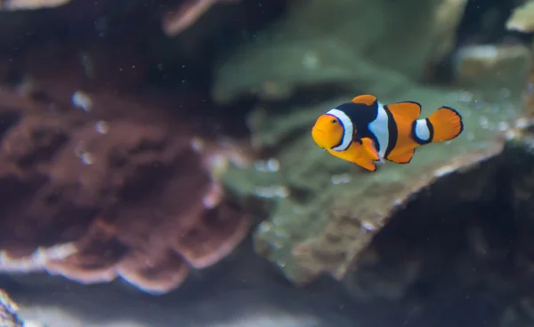 Un poisson dans un aquarium — Photo