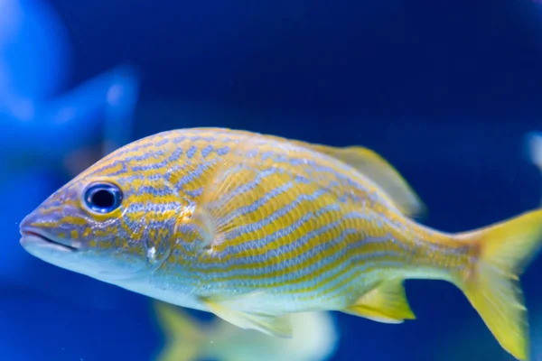 Un pez en un acuario — Foto de Stock