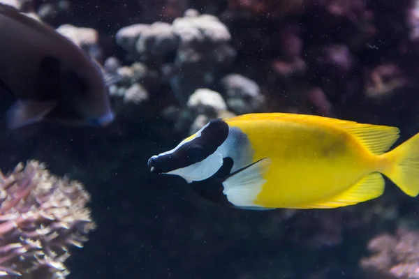 Un pez en un acuario — Foto de Stock