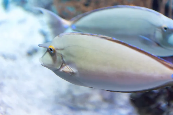 Un pez en un acuario — Foto de Stock