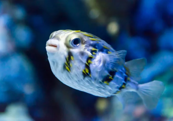 Un pez en un acuario — Foto de Stock