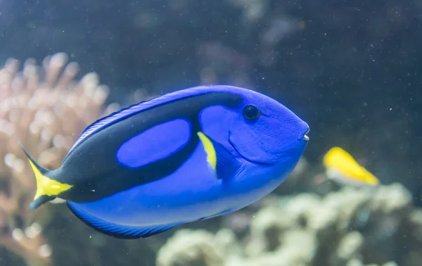 Un pez en un acuario — Foto de Stock