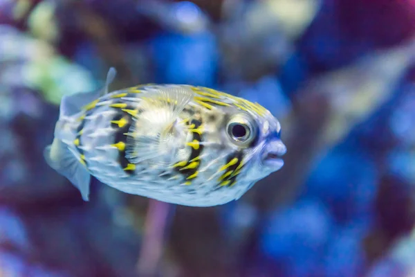 Un pez en un acuario — Foto de Stock