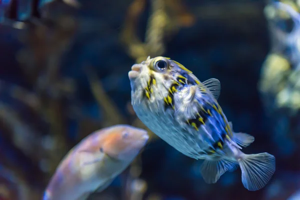 Een vis in een aquarium — Stockfoto