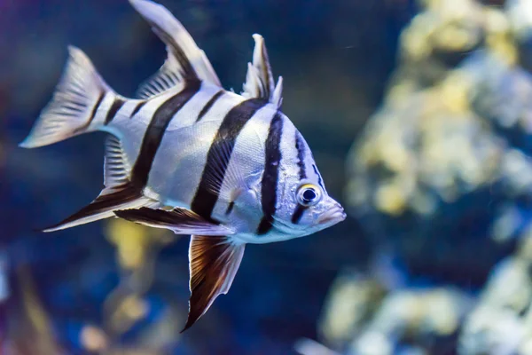 Un pez en un acuario — Foto de Stock