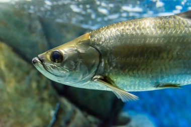 bir akvaryum içinde bir balık