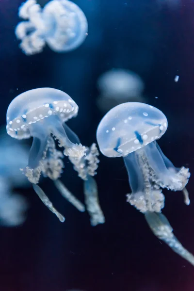 bir akvaryum içinde bir balık