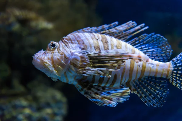 Риба в акваріумі — стокове фото