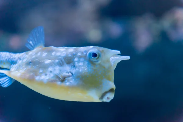 Un pez en un acuario — Foto de Stock