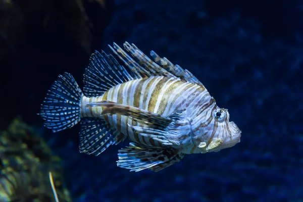 En fisk i ett akvarium — Stockfoto
