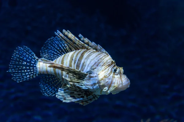 Un pez en un acuario — Foto de Stock