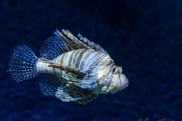 a fish in a aquarium