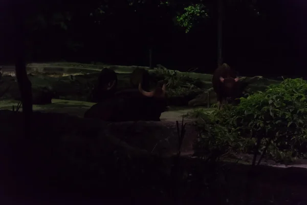 De dierentuin van de nacht in singapore — Stockfoto
