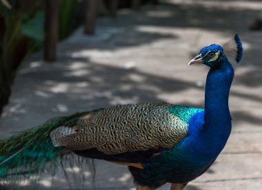 bir hayvan bir hayvanat bahçesi