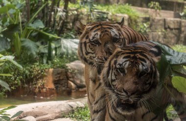 Bir kaplan bir hayvanat bahçesi