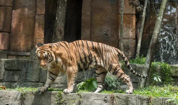 Um tigre em um zoológico — Fotografia de Stock