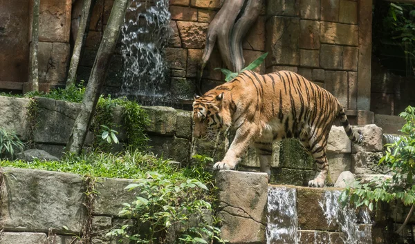 Um tigre em um zoológico — Fotografia de Stock