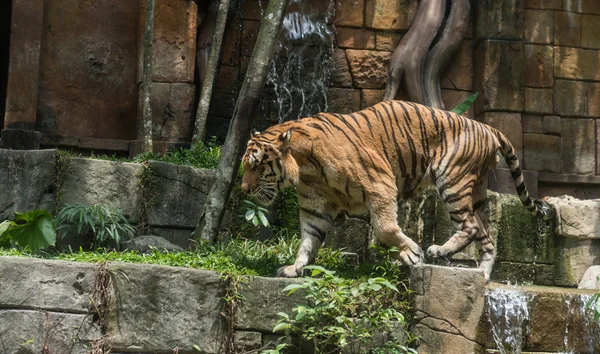 Een tijger in een dierentuin — Stockfoto