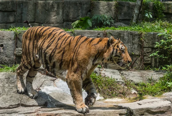 Um tigre em um zoológico — Fotografia de Stock