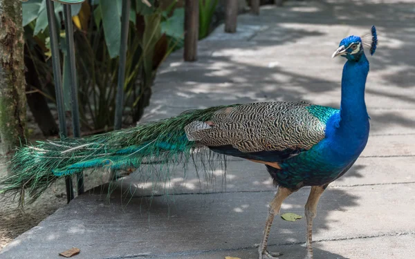 Zvíře v zoo — Stock fotografie