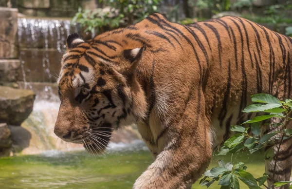 Een tijger in een dierentuin — Stockfoto