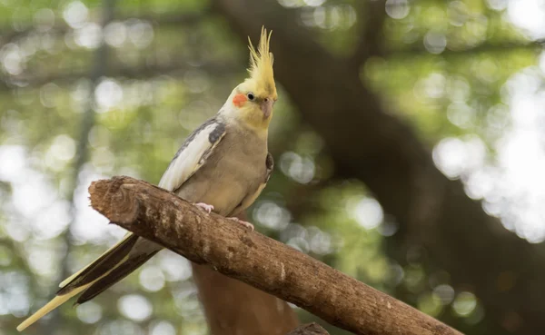 A animal in a zoo — Stock Photo, Image