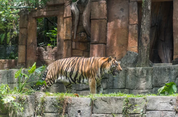 Um tigre em um zoológico — Fotografia de Stock