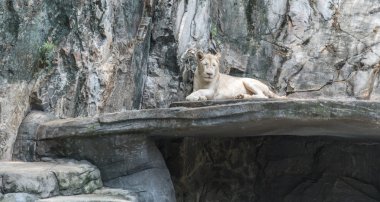 Bir kaplan bir hayvanat bahçesi