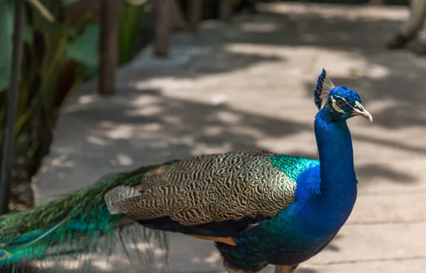 Zvíře v zoo — Stock fotografie