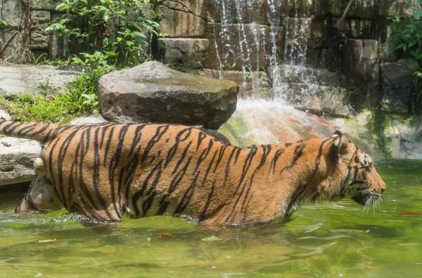 Um tigre em um zoológico — Fotografia de Stock