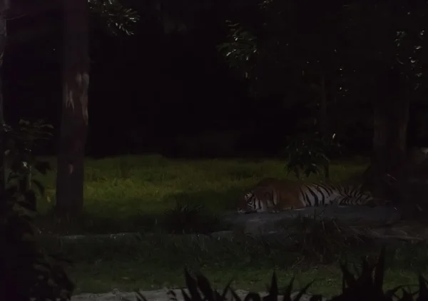 Grădina zoologică de noapte din singapore — Fotografie, imagine de stoc