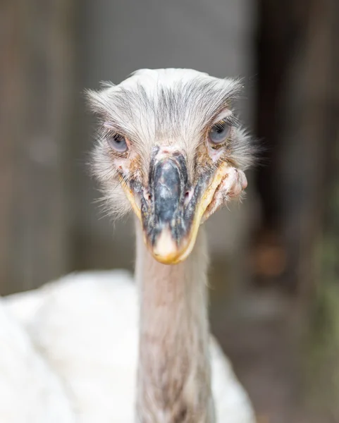 Un animal en un zoológico — Foto de Stock