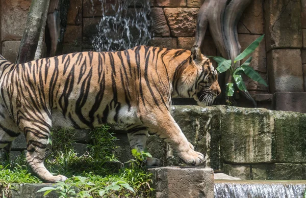 Um tigre em um zoológico — Fotografia de Stock