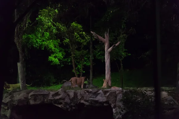 Den natt zoo i singapore — Stockfoto