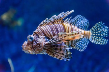 bir akvaryum içinde bir balık