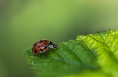 bahçede küçük bir hayvan